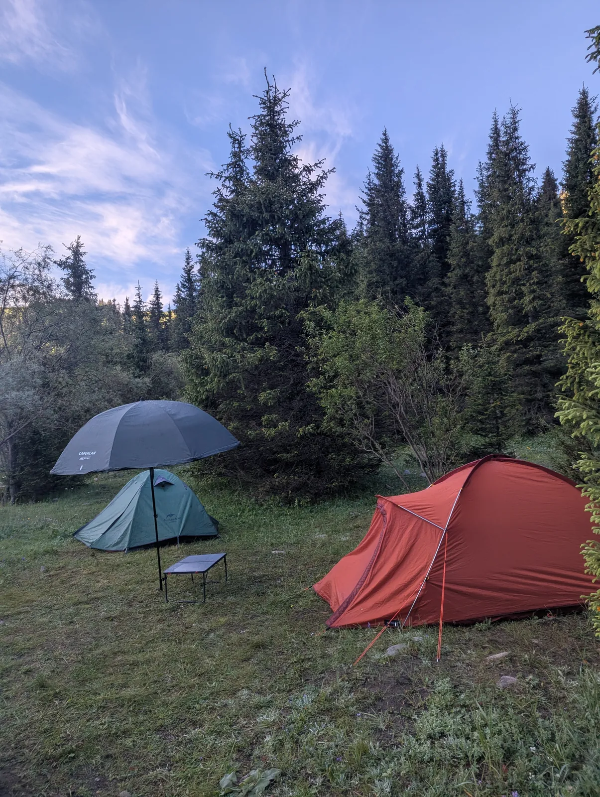 Two tents in a clearing among pine trees, sky just lightening before sunrise