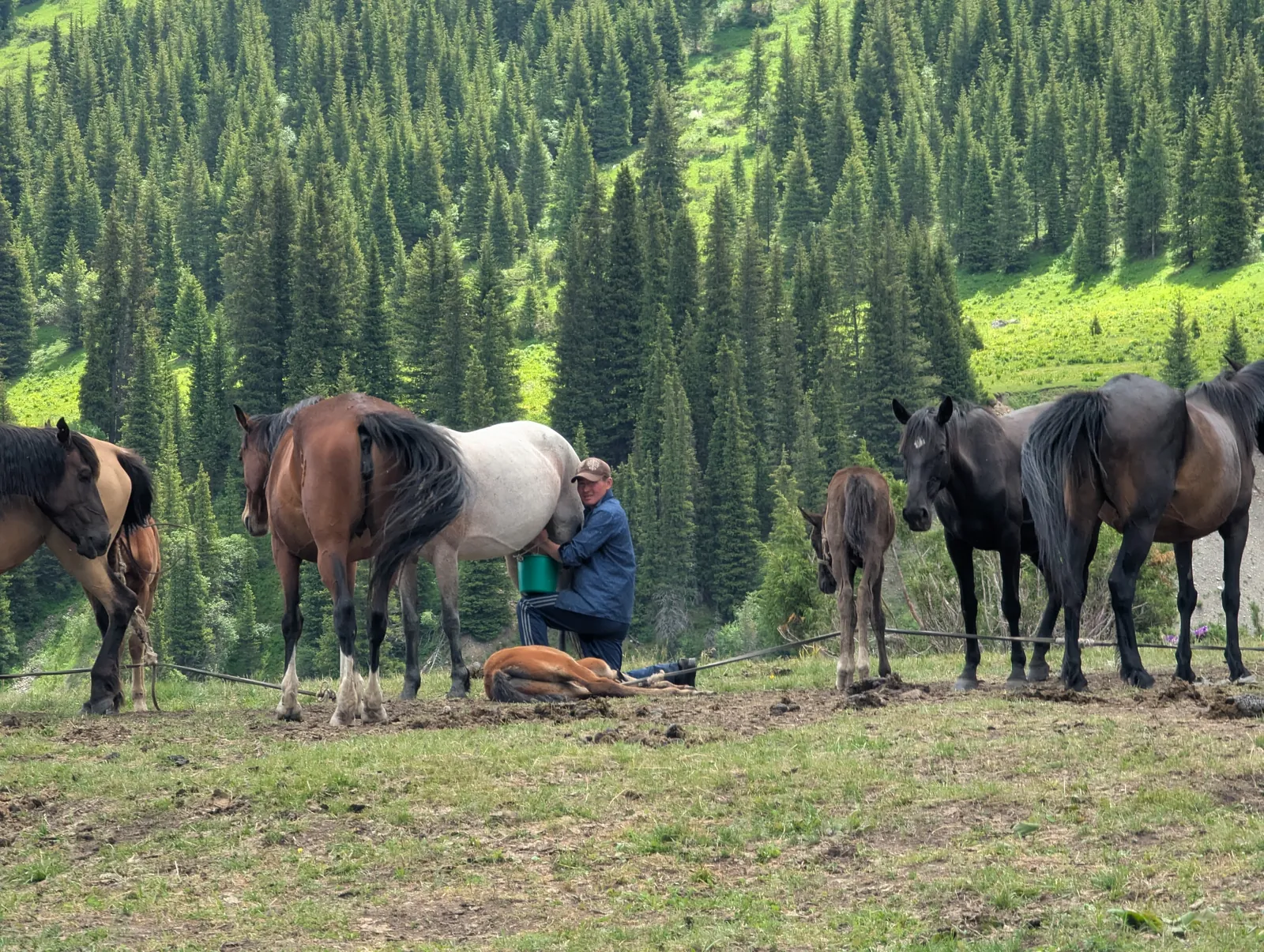 A Kazakh shepherd milking a mare among grazing horses in alpine pasture