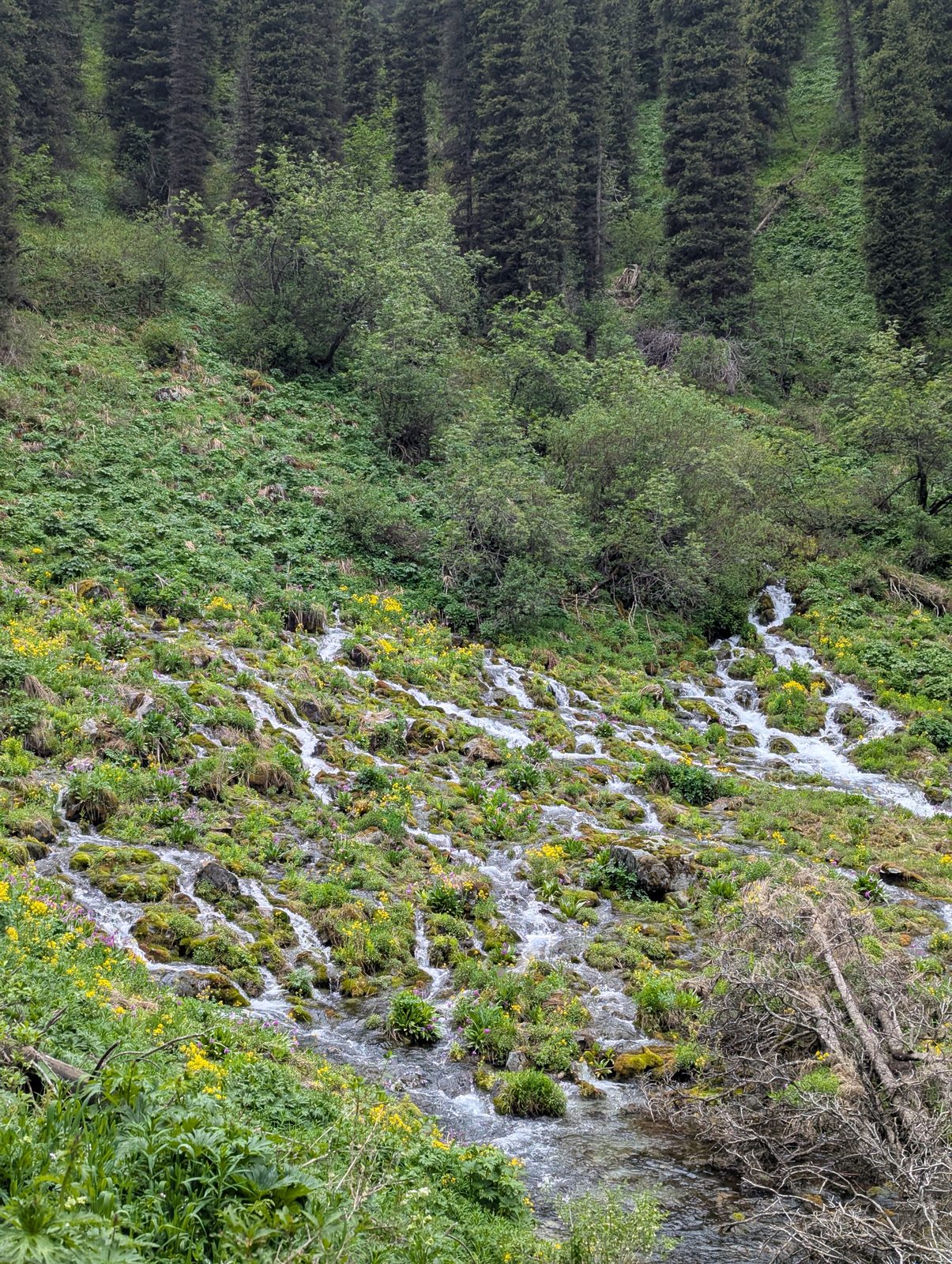 A spring emerging directly from beneath the rocks on the trail between Middle and Upper Kolsai — water exiting the mountain rather than flowing down it