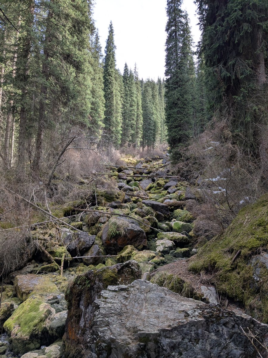 Mossy boulder field through pine forest on the Kolsai hiking trail