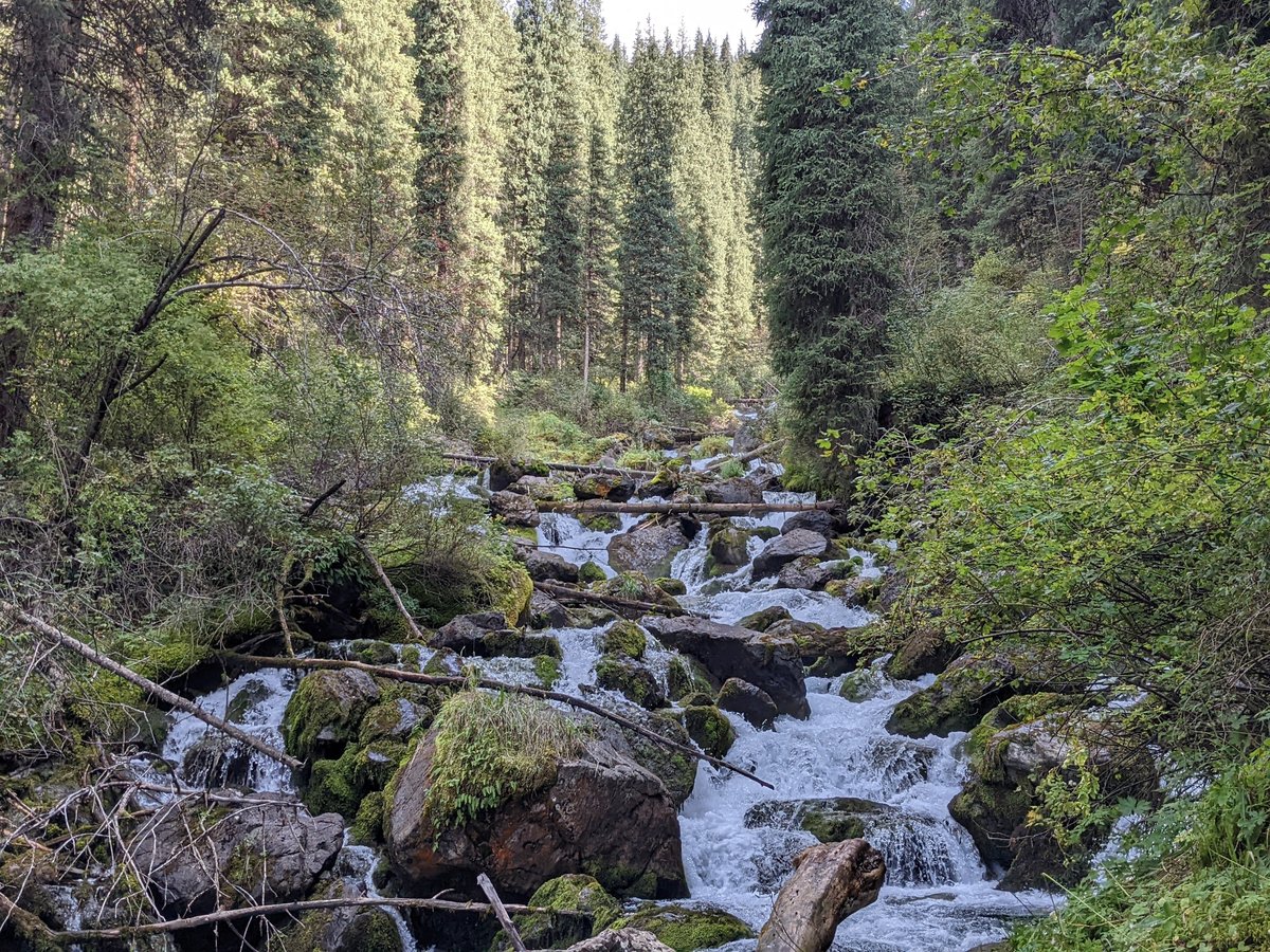 Mountain stream cascading through spruce forest on the Kolsai trail